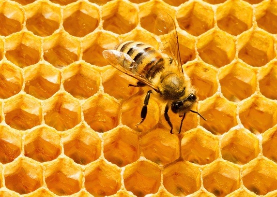 Beehive Hexagons